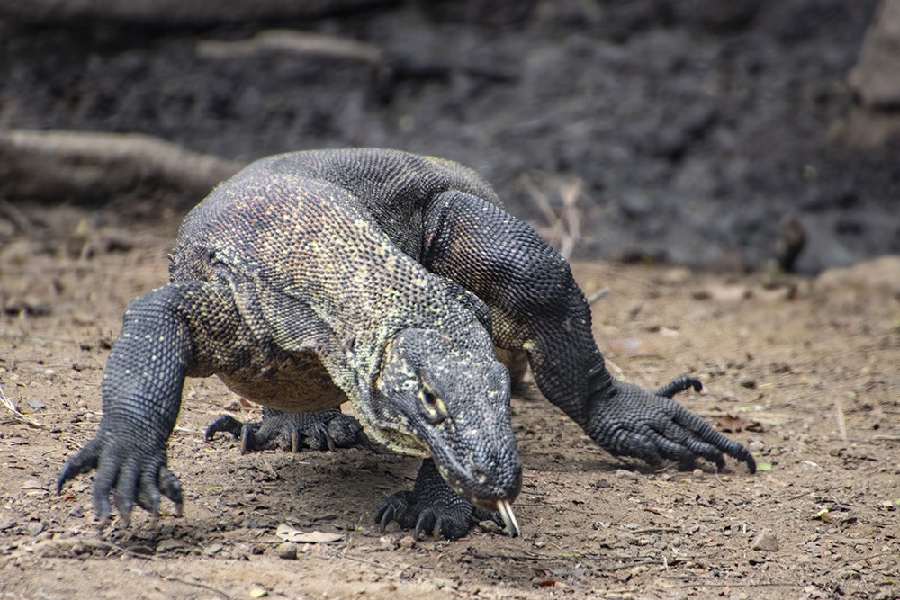 5 things I wish I knew before joining the 4 day Komodo tour from Lombok ...