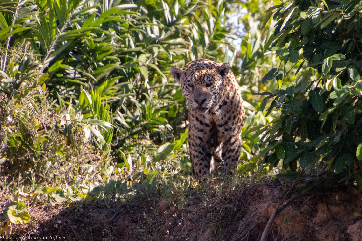 Our amazing 6-day self-drive Pantanal itinerary