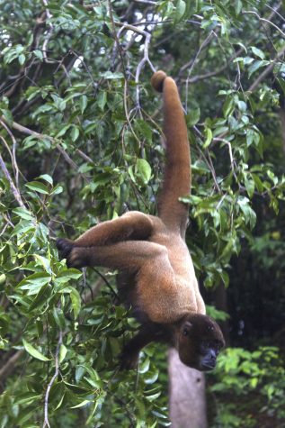 Iquitos_Wooly Monkey Wooly monkey in the amazon, iquitos. A not to be missed destination in Peru