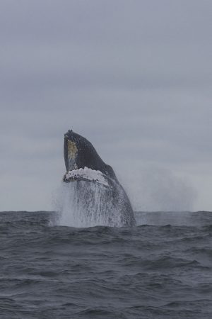 Puerto Lopez_Breaching Whale 2 Puerto Lopez_Breaching Whale 2